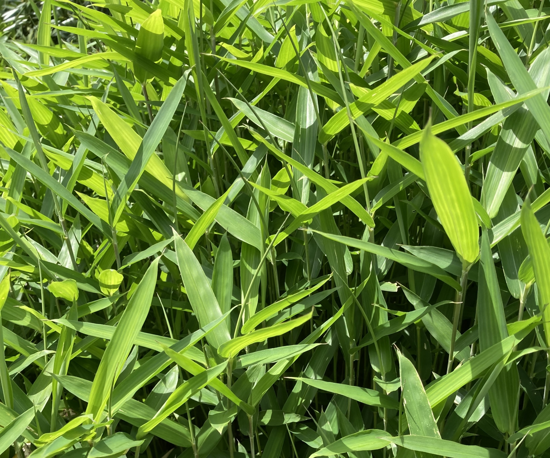 雑草処理が大変