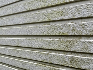 神奈川・横浜版】外壁塗装でカビや藻を防ぐ方法とは？塗料選びや施工のポイントも紹介！